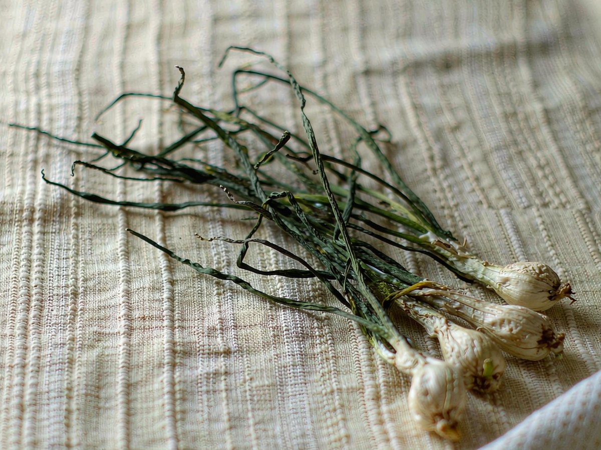 Chinese Chive: The Allium Nobody Cooks the Way It Wants