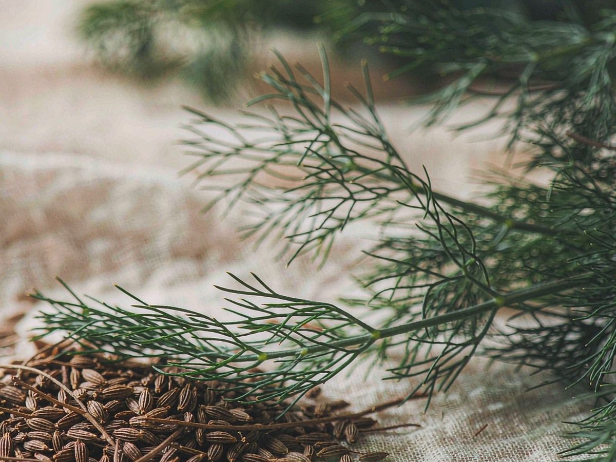 Fennel Seed: The Sweet Spice for Digestion, and the One Nobody Measures