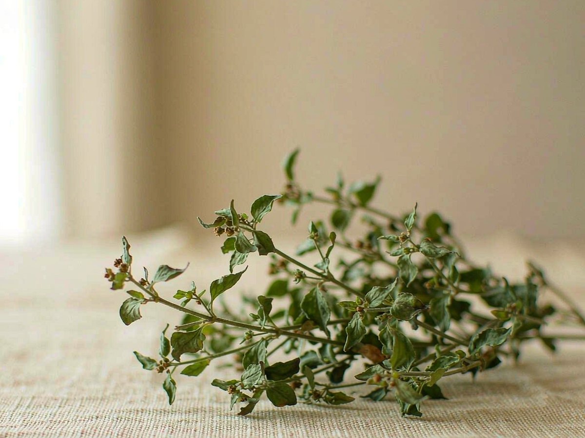 Japanese Bush Clover: A Small Legume for Damp and Heat