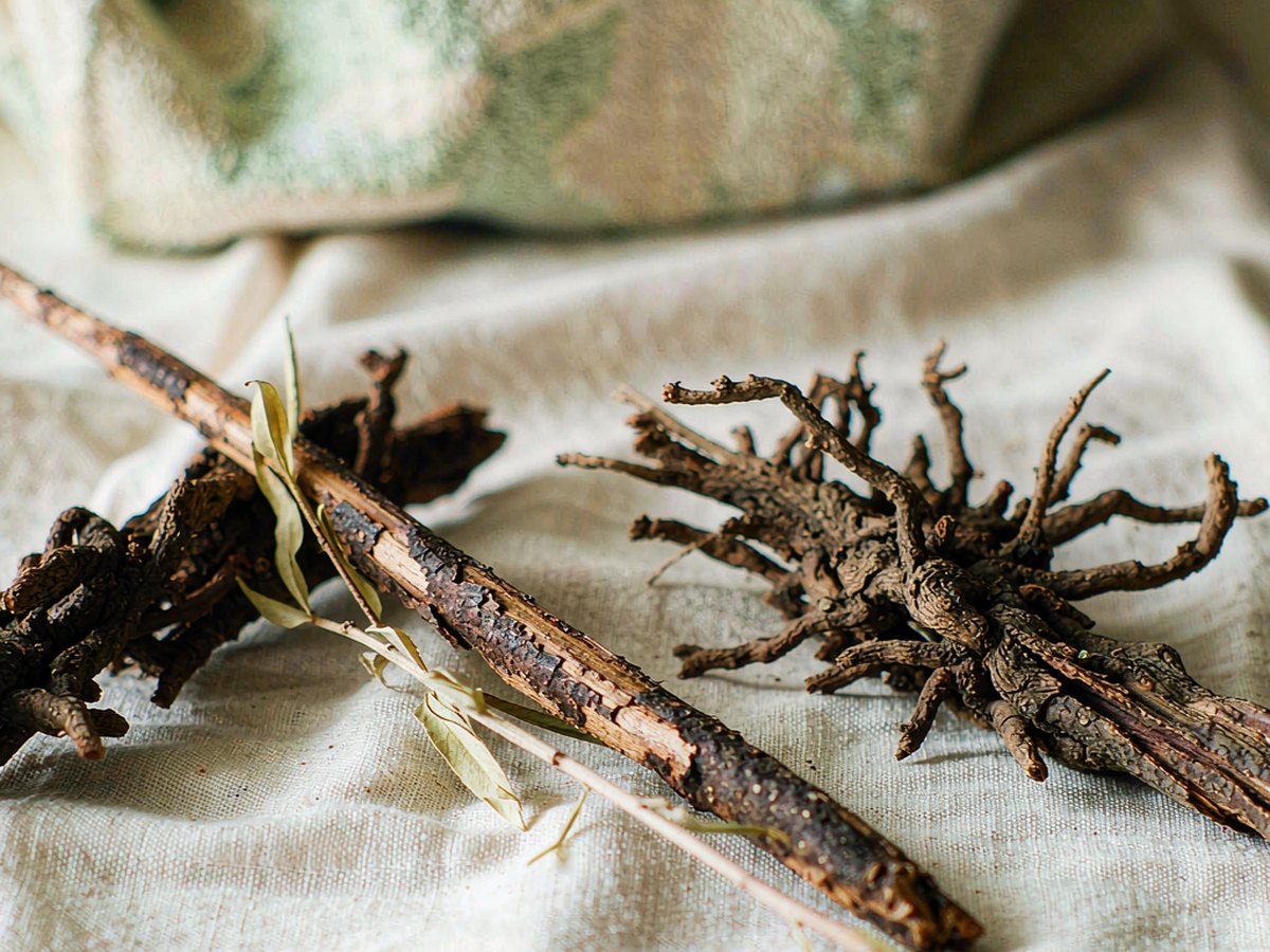 Shan Zhao Ren: The Root That Smells Like Spice and Tastes Like Medicine