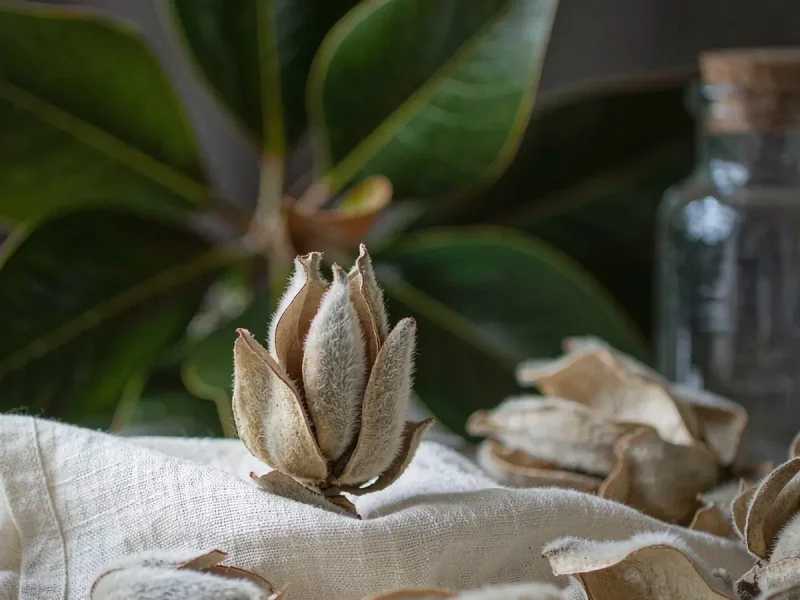 Magnolia Bud: The Flower That Went Into a Patent