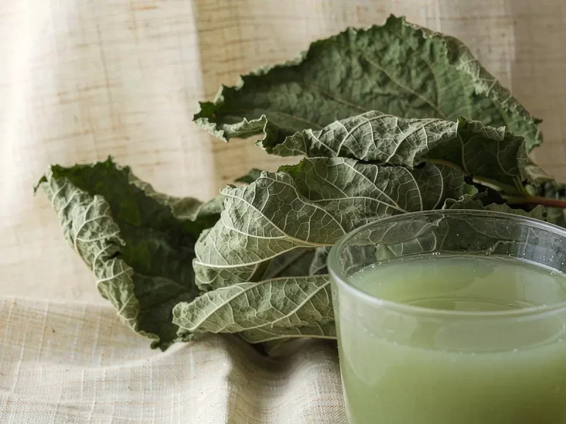Mulberry Leaf: The Tea That Became a Diabetes Research Subject