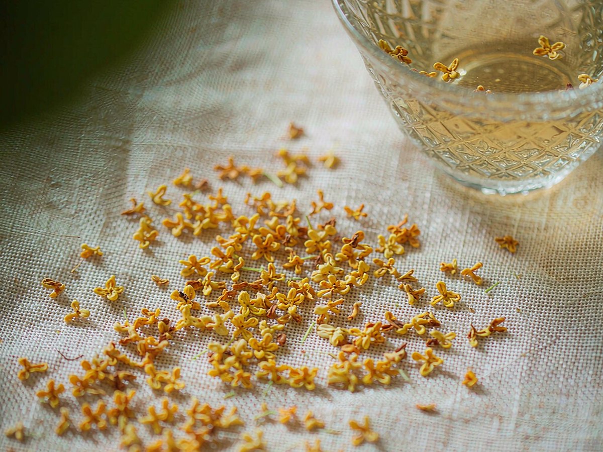 Osmanthus: The Flower That Smells Like Apricots in the Middle of Autumn