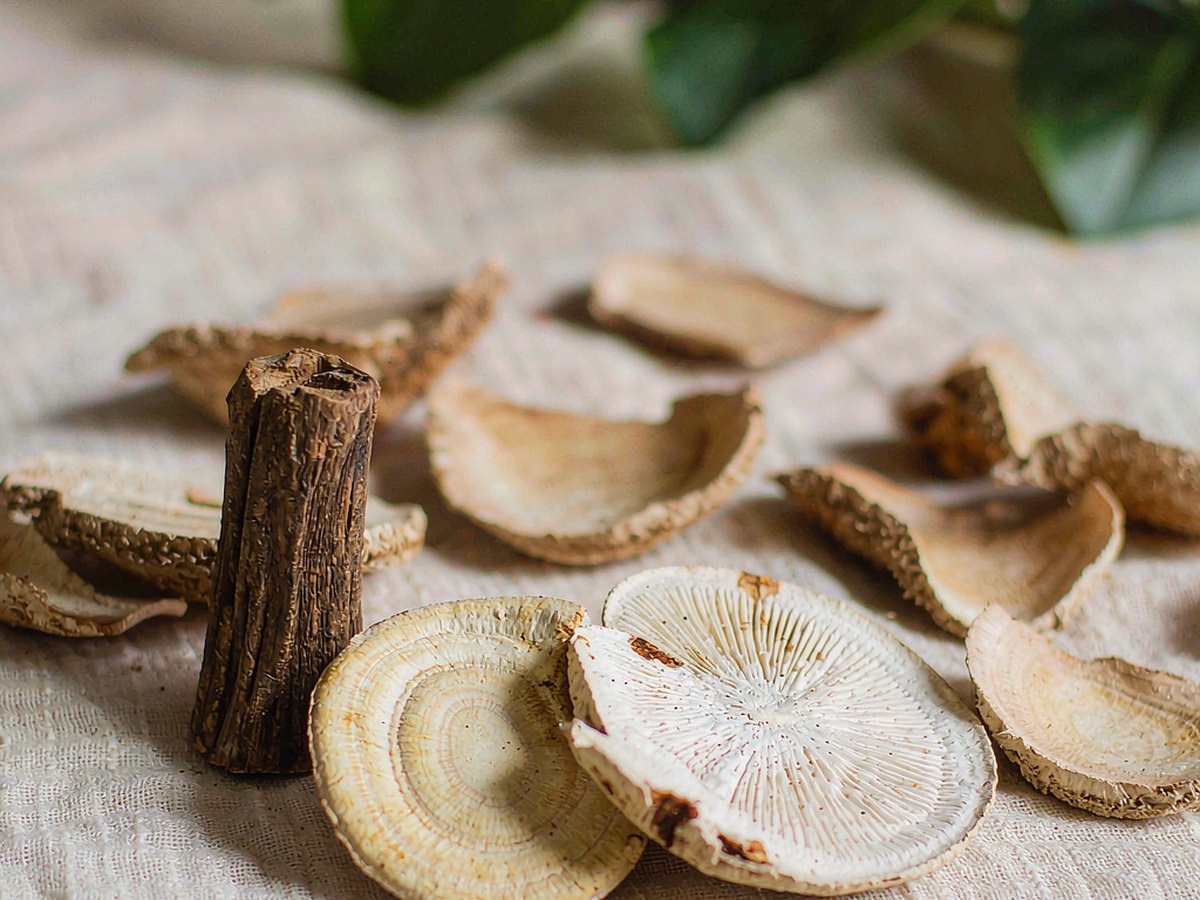 Zhu Ling: A Mushroom That Classical Medicine Forgot