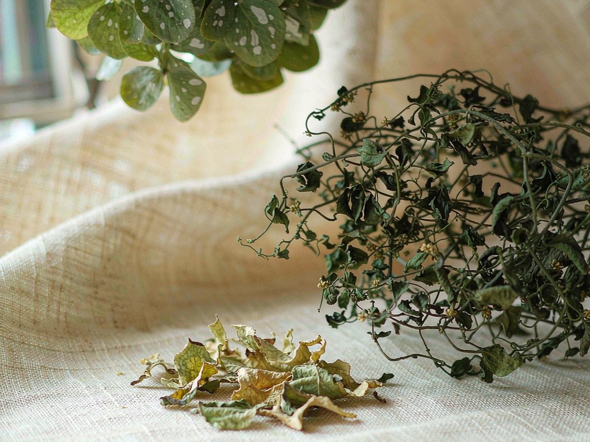 Ji Xue Teng: The Vine That Is Also a Blood Mover