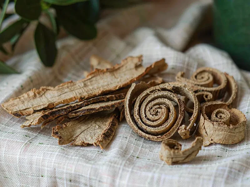 Sang Bai Pi: The Inner Bark of the White Mulberry Tree