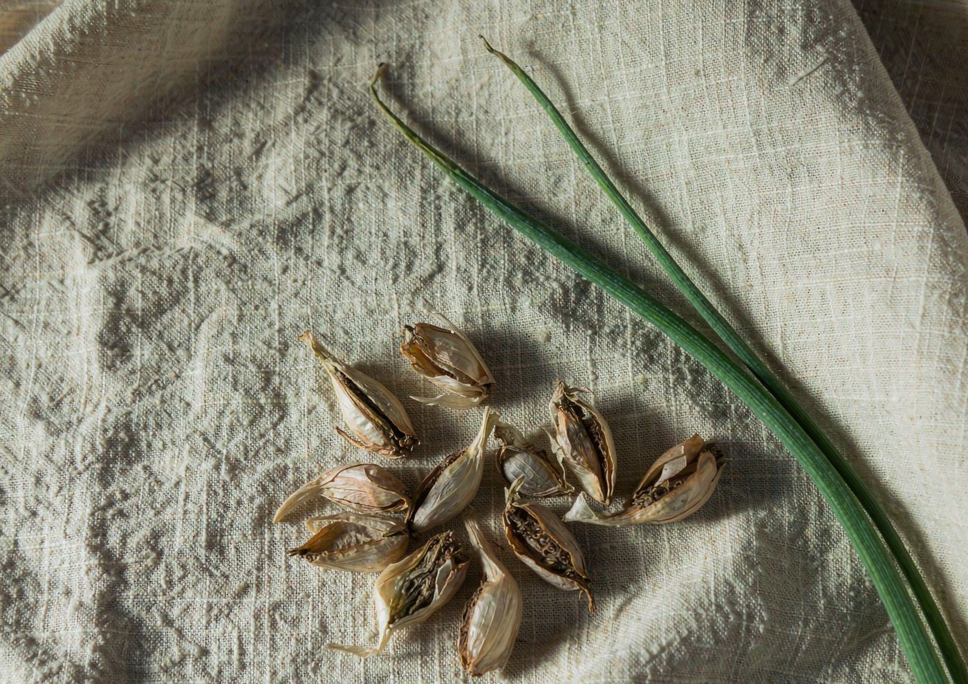 Chinese Chive: The Pungent Bulb of the Kitchen Garden